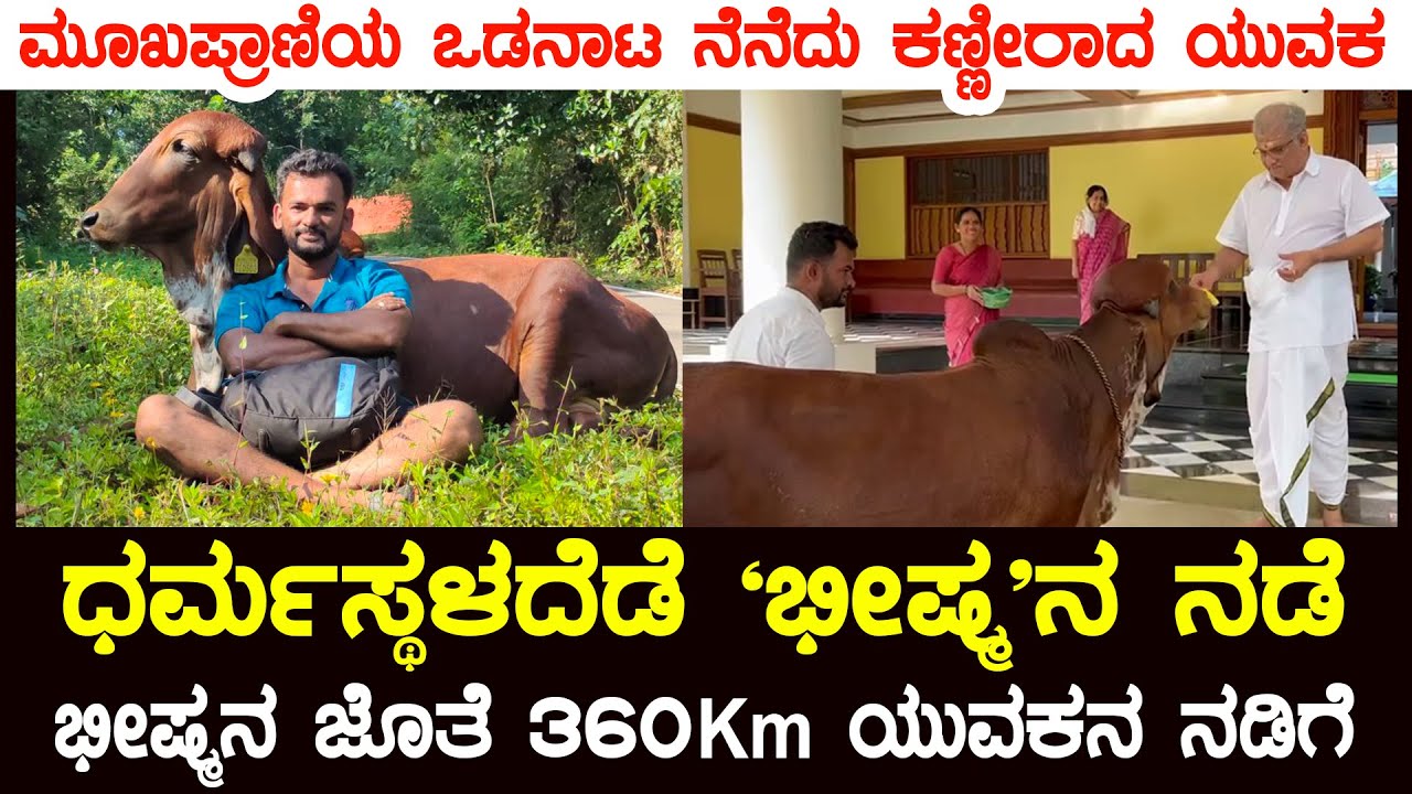 ಗೀರ್ ಎತ್ತು ಜೊತೆ 350 Km ನಡೆದು Dharmasthalaಕ್ಕೆ ಬಸವನ ಒಪ್ಪಿಸಿ ಸುದ್ದಿಯೊಂದಿಗೆ ಕಣ್ಣೀರು ಹಾಕಿದ ಯುವಕ| SUDDI|