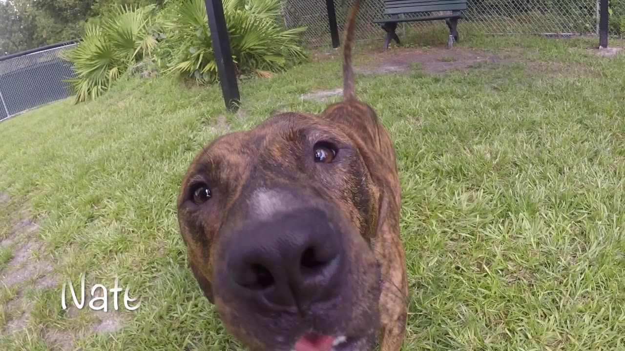 Meet Nate A Treeing Tennessee Brindle Curly Available For Meet Nate A Treeing Tennessee Brindle