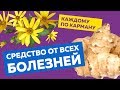 Топинамбур - Чудо средство от всех болезней, о котором пора узнать всем! Топинамбур польза