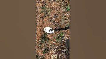 Gold kruzer Makro Nokta Detector