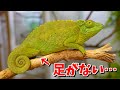 足がないカメレオンをお迎えした結果…