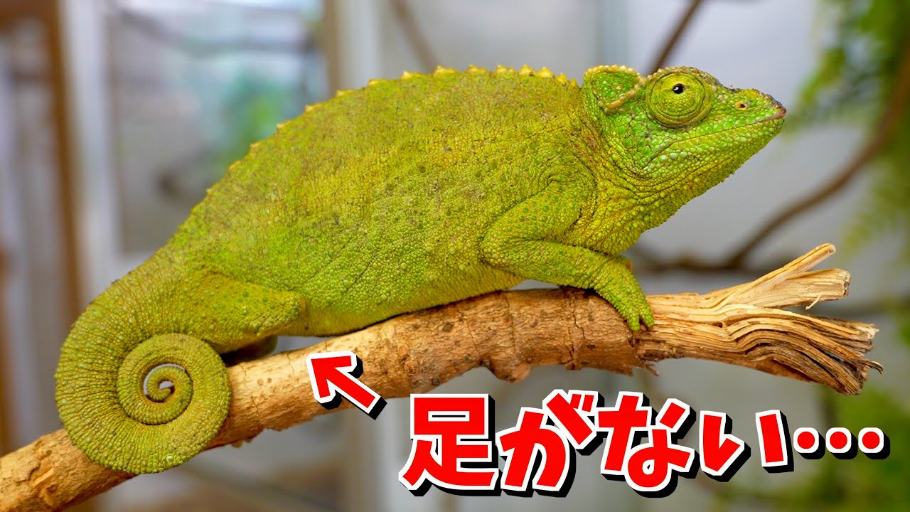 The result of welcoming a chameleon with a missing foot - YouTube