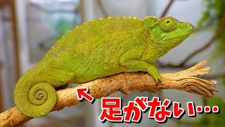 The result of welcoming a chameleon with a missing foot - YouTube