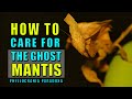 How to keep Ghost mantis, Top 5  beginner species part 1