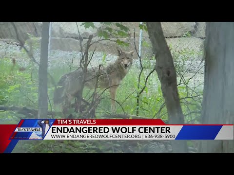 Video: Ang Endangered Wolves Ay Nahuhulog Sa Pulitika Ng Estados Unidos