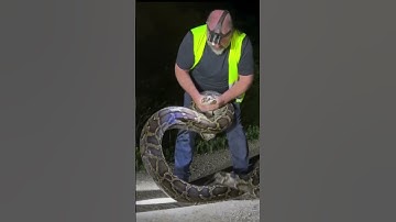 FWC trapper catches 17-foot Burmese python in Florida Everglades