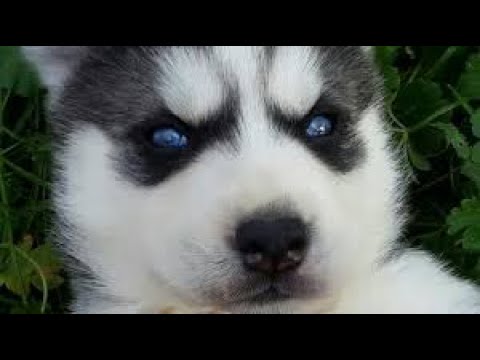 Sibirya Kurdu Yavruları, Husky Puppies Sibirya kurdu belgeseli, Husky Welpen, Funniest Husky Videos,