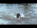 First swim for a Berger Picard puppy. Berger Picard-valp simmar för första gången.