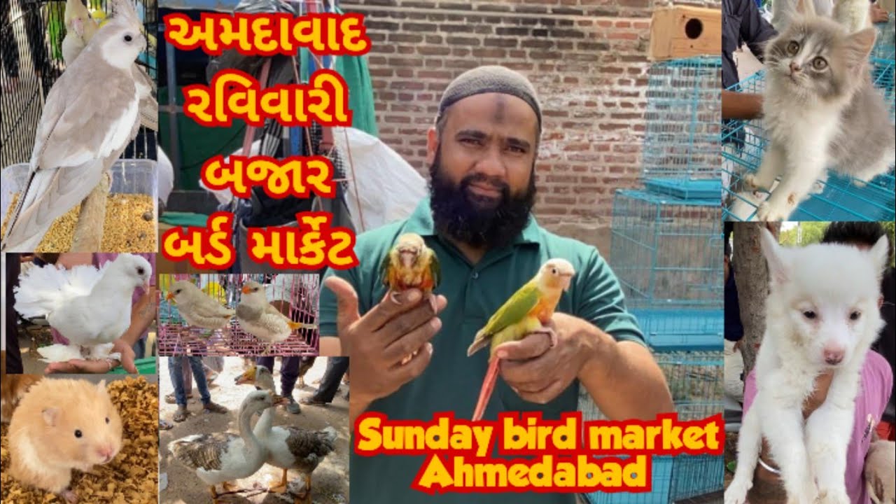 Sunday bird Market Ahmedabad # raviwari bazar bird market Ahmedabad # ducks,puppies,tamed Birds