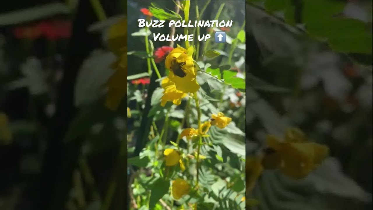 #buzzpollination
