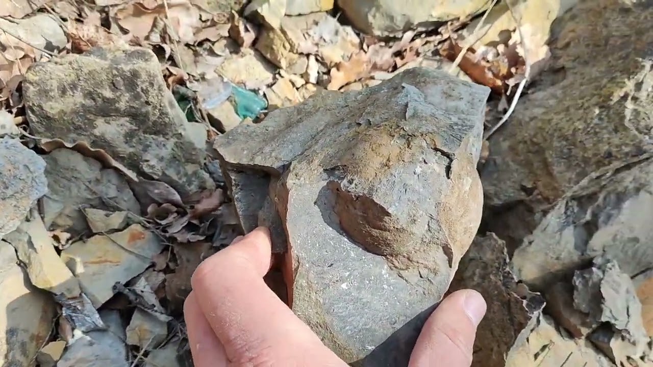 Окаменевшая улитка Natica