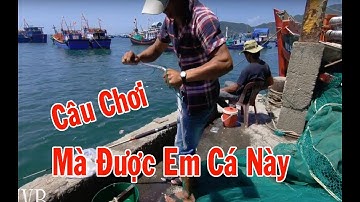 Câu Cá Dìa | Câu Cá Bằng Mồi Rong Bất Ngờ Dính Cá Lạ |There are strange fish  | NGƯỜI VÙNG BIỂN
