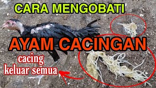 Immediately Healedtreatment For Chickens With Worm