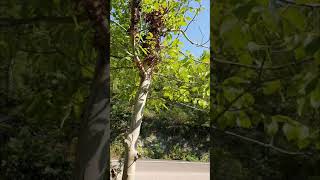 Yaylada Keyif Zamanı