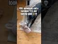 She’s 14 and still choosing violence… somebody call a surgeon 🧸💀#dog #seniordog #funnyvideo #love