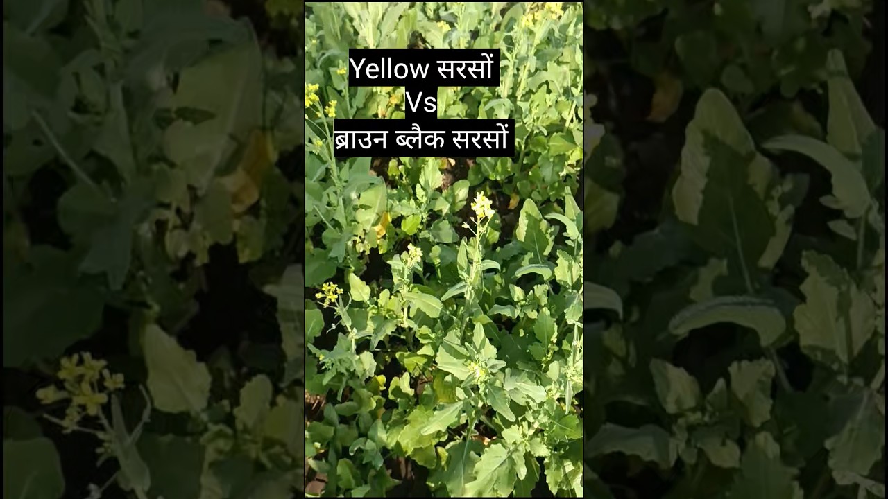 lYellow Mustard vs Brown mustard | पीला सरसों vs ब्लैक ब्राउन सरसों