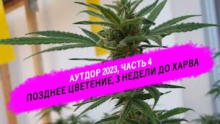 Outdoor 2023 Цикл 1 - Часть 4 - Позднее цветение - автики от FastBuds и Growbaratto XXL