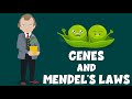 Genes and Mendel&#39;s Laws - Genetics - Biology Video - Learning Junction