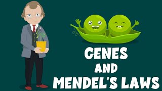 Genes and Mendel's Laws - Genetics - Biology Video - Learning Junction
