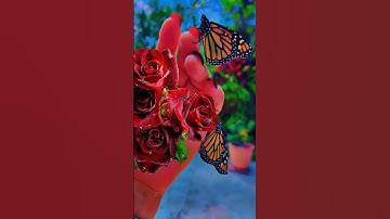 Thumbnail of ALWAYS FOR YOU❤️🙏🏻🦋#celinedion 🇨🇦🌹#celye1304#butterflies#mommy#goodbye#forever