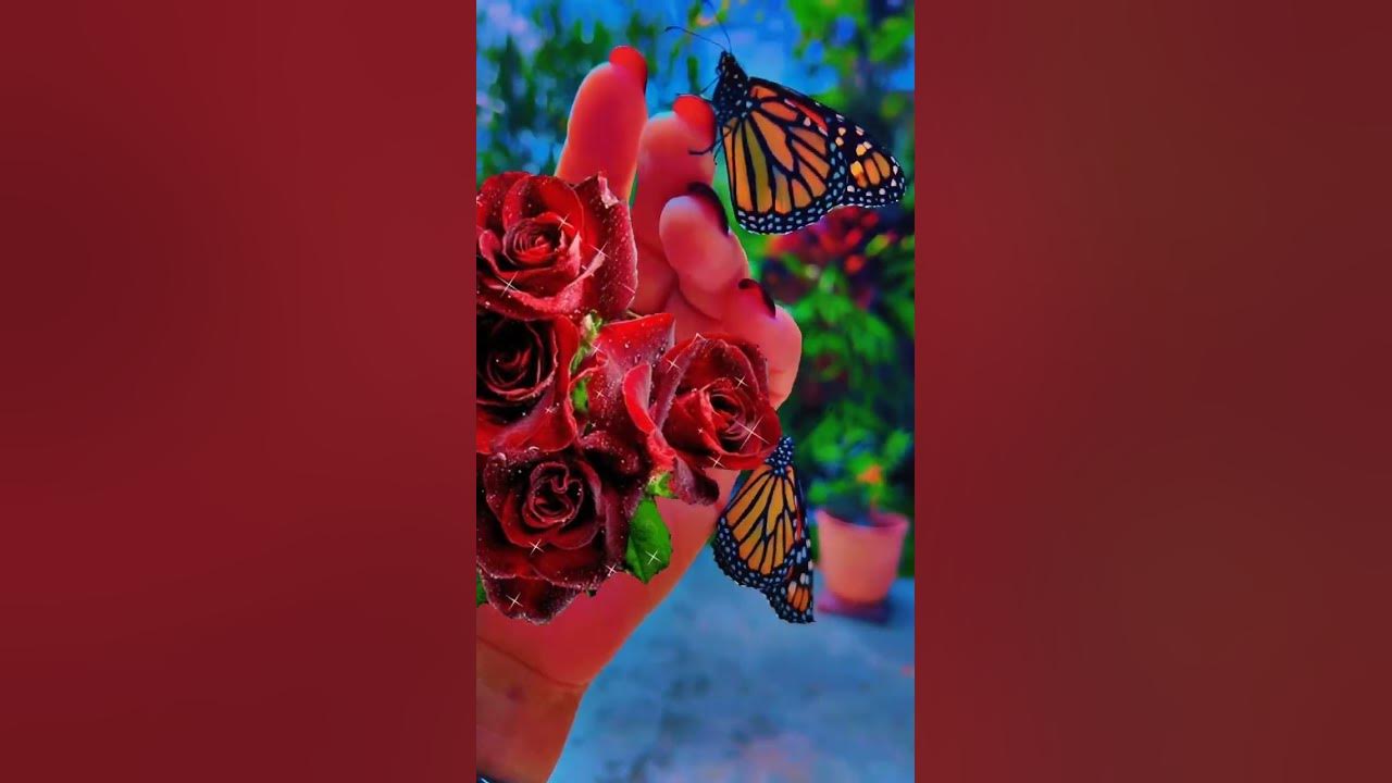 ALWAYS FOR YOUβ€οΈππ»π¦#celinedion π¨π¦πΉ#celye1304#butterflies#mommy#goodbye#forever ALWAYS FOR YOUβ€οΈππ»π¦#celinedion π¨π¦πΉ#celye1304#butterflies#mommy#goodbye#forever