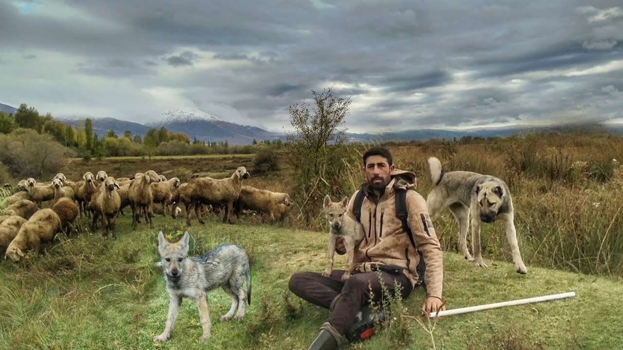 TÜRKİYE`DE BİR İLKİ DENEDİK ~SÜRÜYÜ KURDA EMANET ETTİK (WOLF ATTACK)