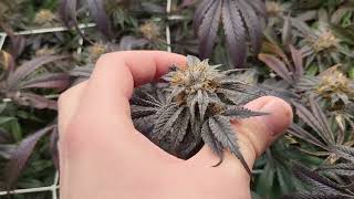 Master Kush, Orange Juice & Afterdinner Breath, Garden Update #4