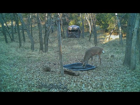 Create Your Own Buck Paradise