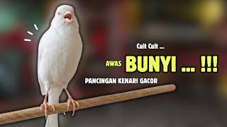 Kenari GACOR Panjang Suara PANCINGAN Kenari PAUD Belajar Bunyi Ngeriwik | Masteran Kenari Paud #716