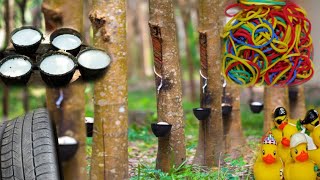 Дерево Гевея бразильская главный источник каучука,  вывоз семян в некоторых странах ЗАПРЕЩЕН