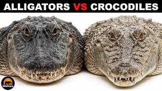 What Is the Difference Between American Alligators and American Crocodiles?