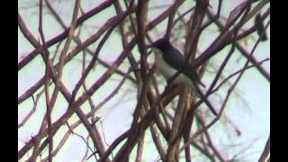 Restless Flycatcher - Bird Watching In Australia With Ej-Birdwatching