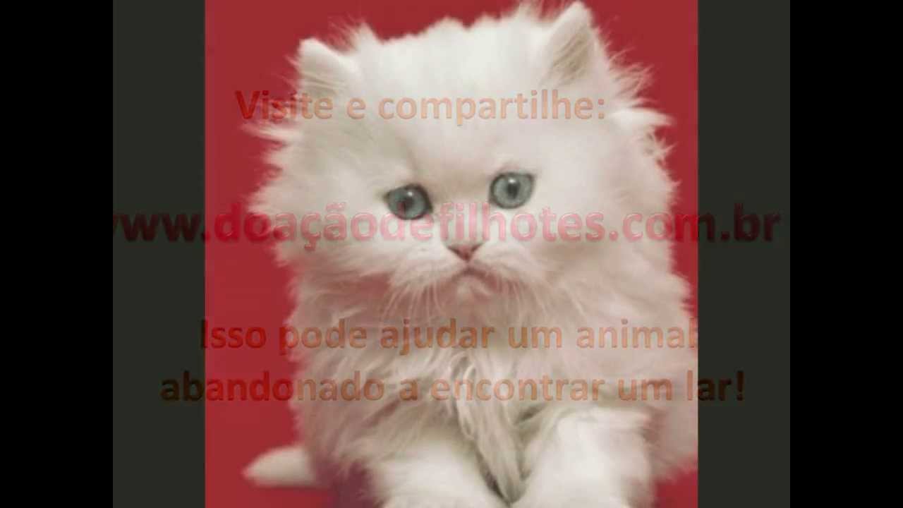 Gato Persa - YouTube