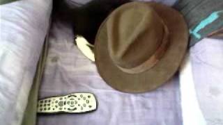 Cute kitten playing with Indiana Jones hat