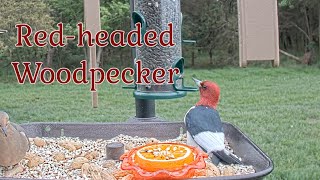 Red-headed Woodpecker is back again this year! Orioles, Grosbeak and Mockingbird visit too...