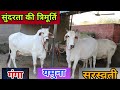 Show Quality Haryana Cow 🥇🥇🥇 Famous Cow Breeder Ajay Gumad ☝️💪 Beauty with Milk