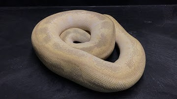 Ball Python Morphs #15  Clowns Part 2
