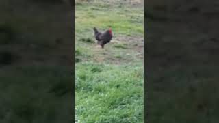 lawn guests with chickens