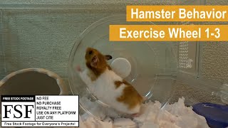 Golden Hamster Playing with Exercise Wheel 13 | Hamster Behavior | GoPro HERO 12 Black | Juno