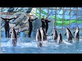 Ocean Discovery (Belugas and Dolphins) - SeaWorld San Antonio - August 26, 2021