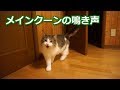 【マロちゃんねる】メインクーンの鳴き声