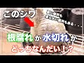 【グラキリス】根腐れ水切れの特徴が分かれば大丈夫…かもPachypodium| gracilius