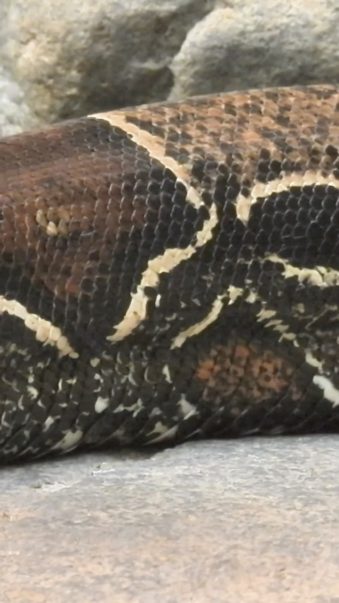 Plenty Of Power From a Big Snake