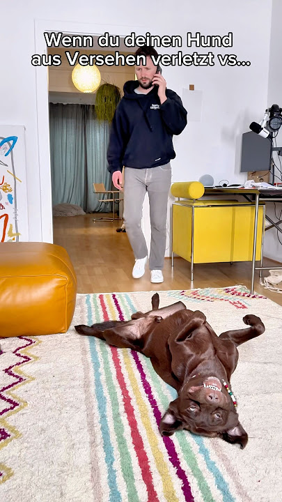 Wenn sich dein HUND an dir rächt 😈