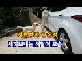 진돗개 기른정과 낳은정 [새끼보내는 해탈이 어미의 모습]