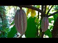 Harvesting Cacao  How to Make Everything: Chocolate Bar ...