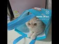 #동물복지를위해 #이한몸바치겠다옹 #고망티비 #cat  #mango_cat0913