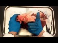 Cow Heart dissection