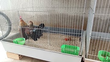 bẫy gà rừng gà rừng rặc thay lông vằn còn đen thui.  mưa rừng vlog