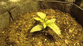 a look at my new week one bagseed/northern lights grow
